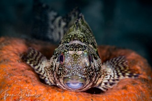 Image of Chironemus marmoratus