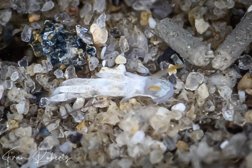 Image of Tenellia sp. 47