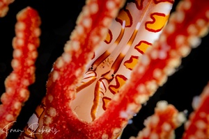 Image of Pellasimnia improcera