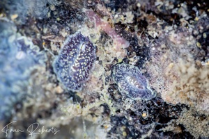 Image of Unidentified Flatworm sp. 5