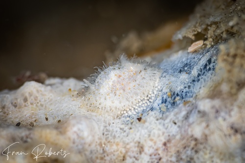 Image of Idaliadoris maugeansis