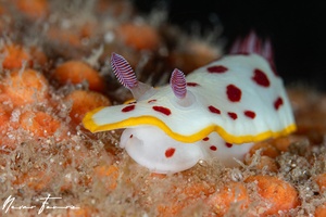 Image of Goniobranchus splendidus