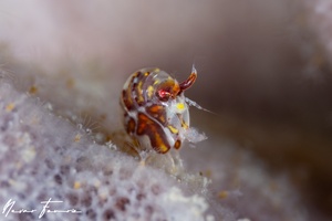 Image of Cyproidea sp. 1