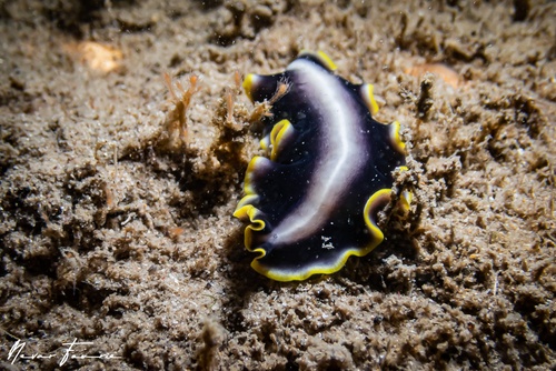 Image of Pseudoceros paralaticlavus