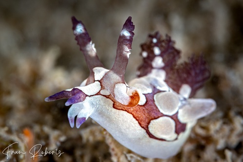 Image of Trapania scurra