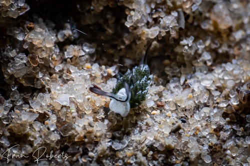 Image of Costasiella sp. 2