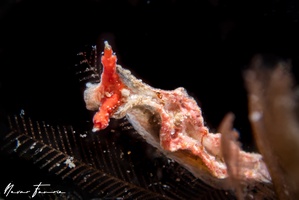 Image of Lomanotus sp. 2