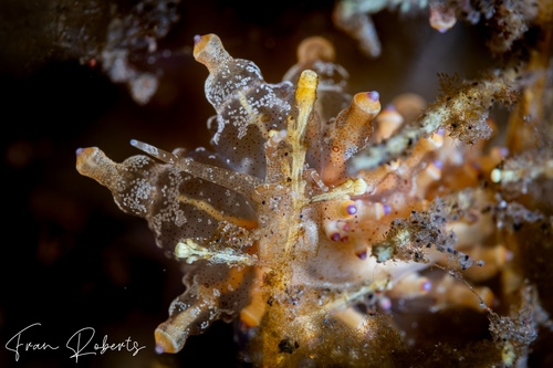 Image of Eubranchus ocellatus