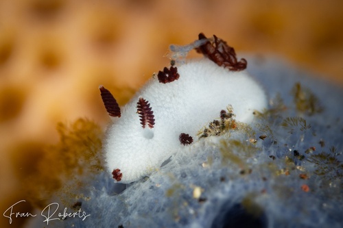 Image of Jorunna sp. 1