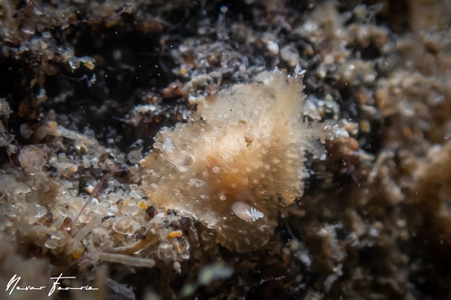 Image of Atagema sp. 1