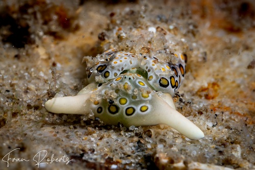 Image of Plakobranchus ocellatus