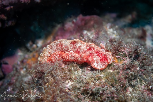Image of Hexabranchus sanguineus