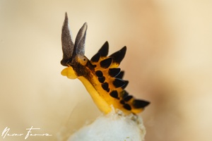 Image of Placida barackobamai