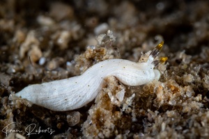 Image of Dermatobranchus sp. 1