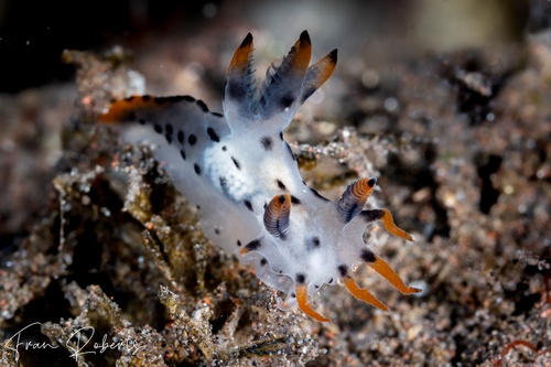 Image of Polycera sp. 2