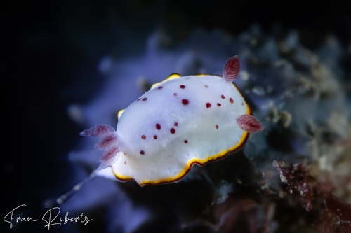 Image of Goniobranchus daphne