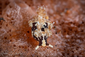 Image of Trapania euryeia