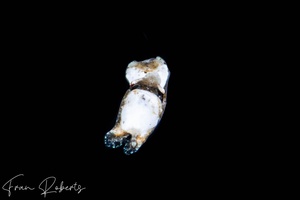Image of Niparaya sp. 26