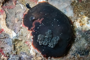 Image of Dendrodoris arborescens