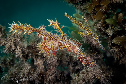 Image of Solenostomus paradoxus