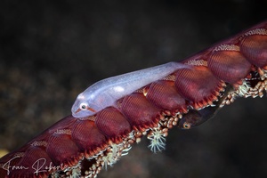 Image of Lobulogobius morrigu