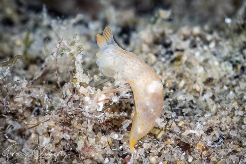 Image of Gymnodoris sp. 17