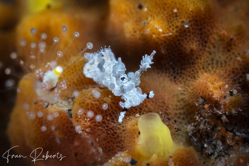 Image of Trapania sp. 2