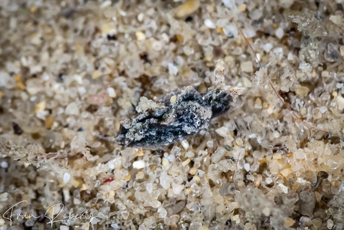 Image of Elysia sp. 30