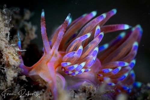 Image of Godiva sp. 2