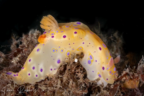 Image of Ceratosoma brevicaudatum