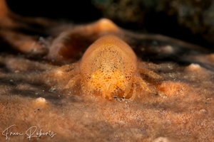 Image of Gelastocaris paronae