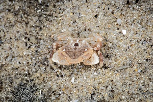 Image of Unidentified Crab sp. 1