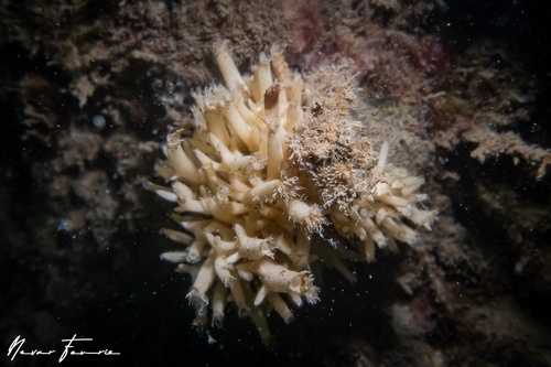 Image of Tunicates Various