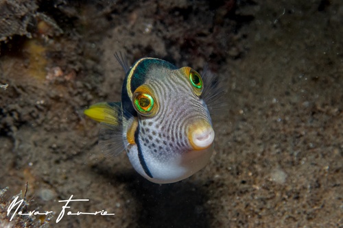 Image of Canthigaster valentini