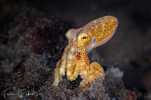 Image of Amphioctopus mototi