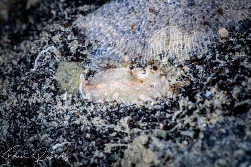 Image of Unidentified Flatworm sp. 4