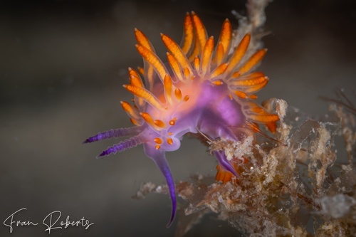 Image of Flabellina sp. 2