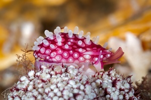 Image of Prionovolva brevis