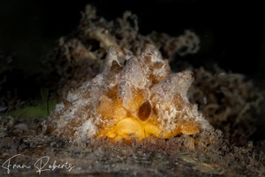 Image of Sclerodoris coreacia