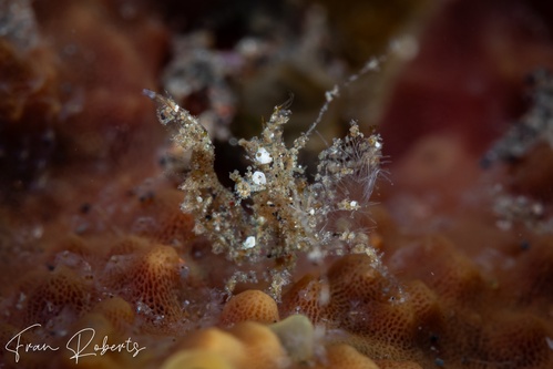 Image of Neostylodactylus litoralis