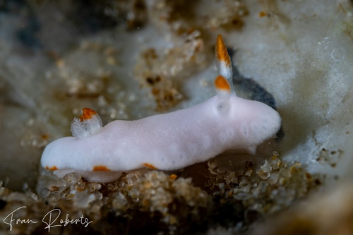 Image of Verconia simplex