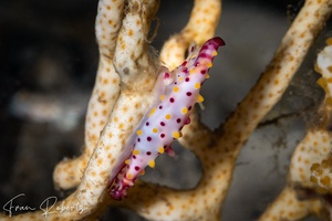 Image of Phenacovolva rosea