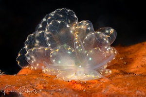 Image of Cyerce elegans