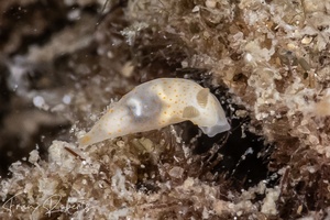Image of Gymnodoris sp. 22