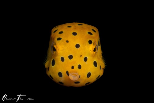 Image of Ostracion cubicus