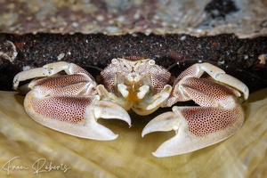 Image of Neopetrolisthes maculatus