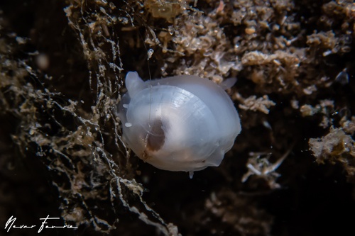 Image of Unidentified Bivalve sp. 1