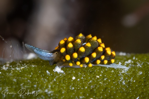 Image of Stiliger aureomarginatus