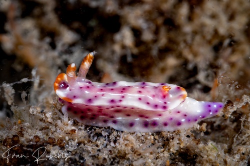 Image of Thorunna sp. 1