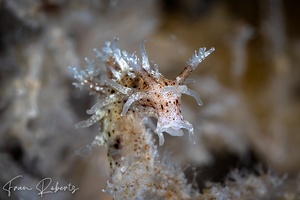 Image of Bermudella mija